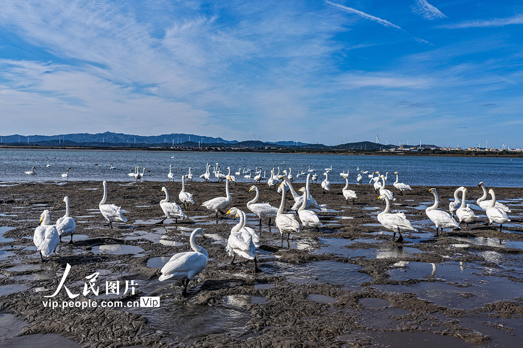 300余只大天鹅飞抵山东荣成越冬栖息【4】
