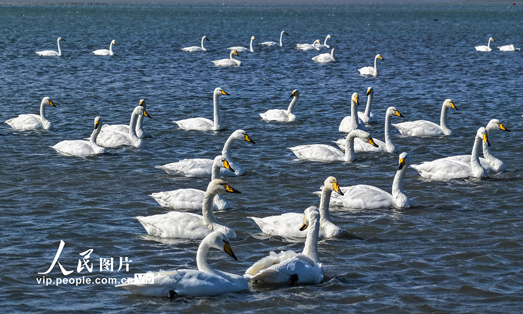 300余只大天鹅飞抵山东荣成越冬栖息【5】