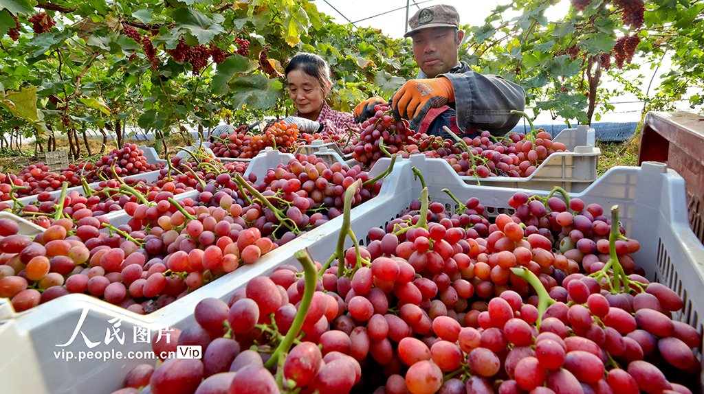 甘肃临泽:采摘葡萄【5】