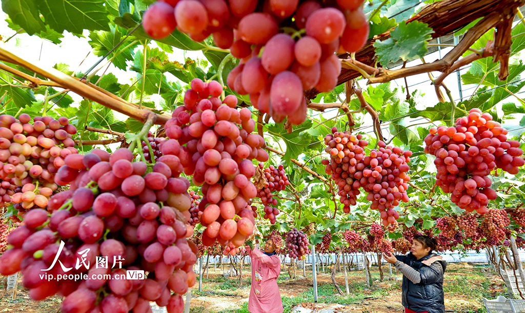 甘肃临泽:采摘葡萄【6】