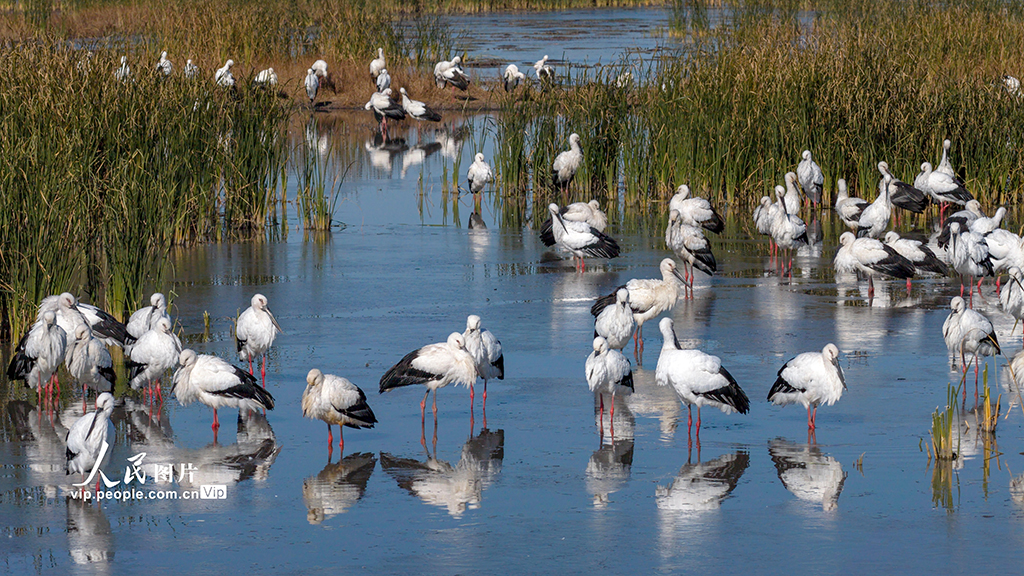 辽宁康平：东方白鹳飞抵卧龙湖湿地【2】