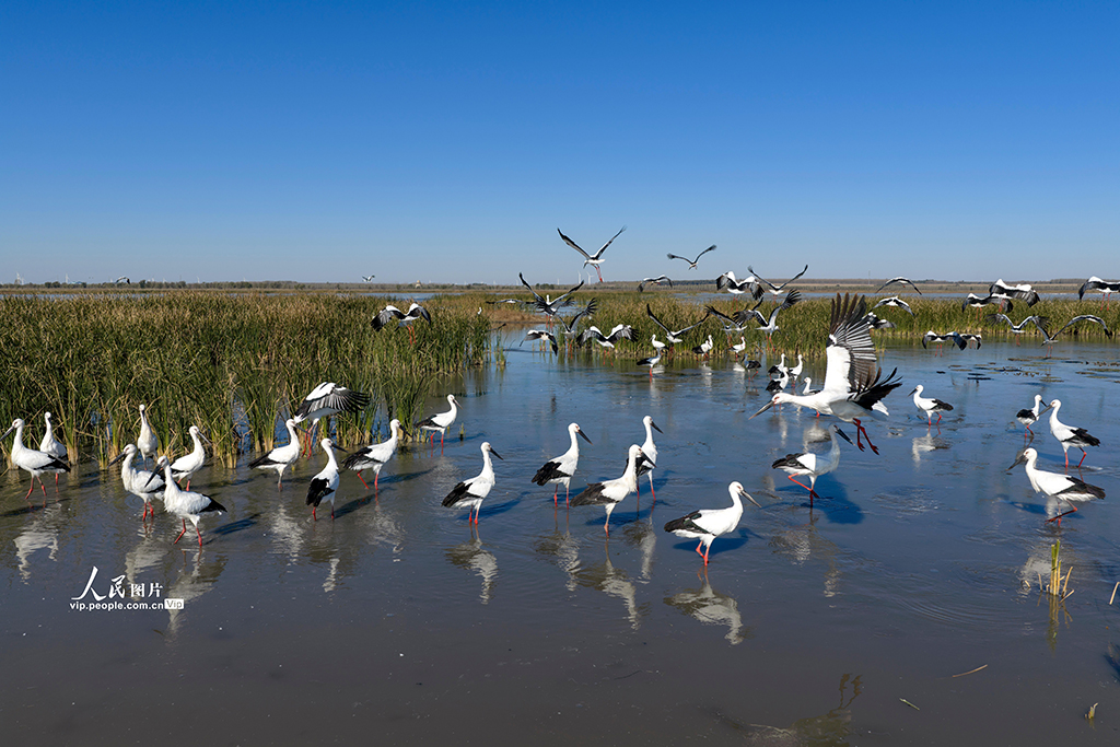 遼寧康平：東方白鸛飛抵臥龍湖濕地【3】