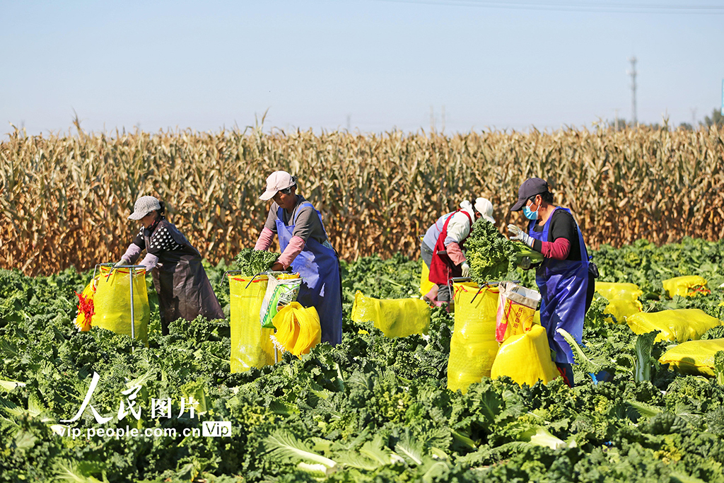 河北玉田：白菜采收忙【3】