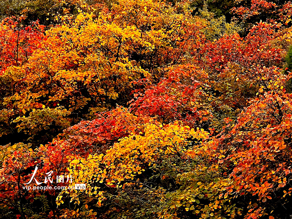 山西平陸：中條山紅葉迎來最佳觀賞期【7】