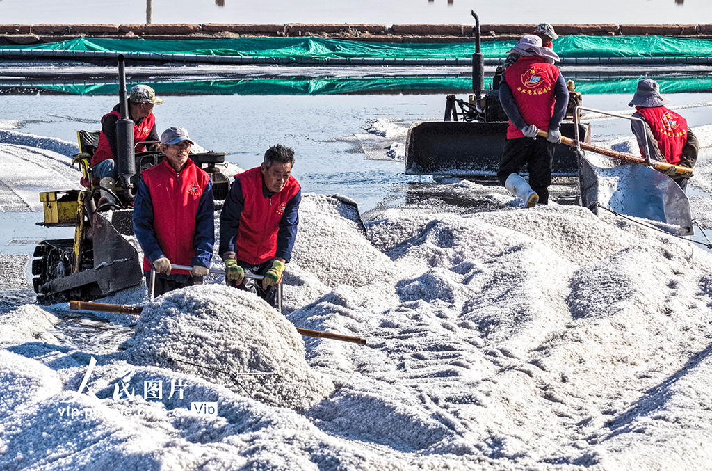 山東榮成：海鹽豐收【5】