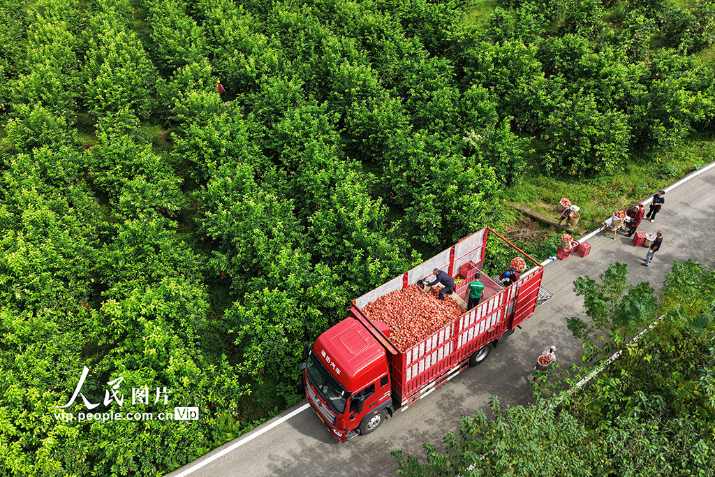 四川广安：柠檬丰收【5】