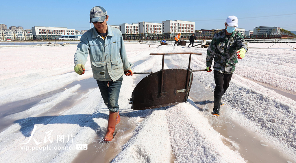 江苏连云港：原盐“秋扒”忙【4】