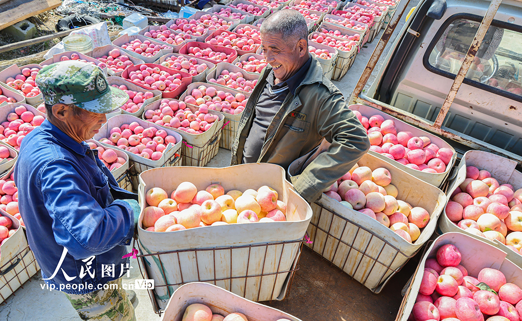 山东乳山：苹果喜丰收【4】