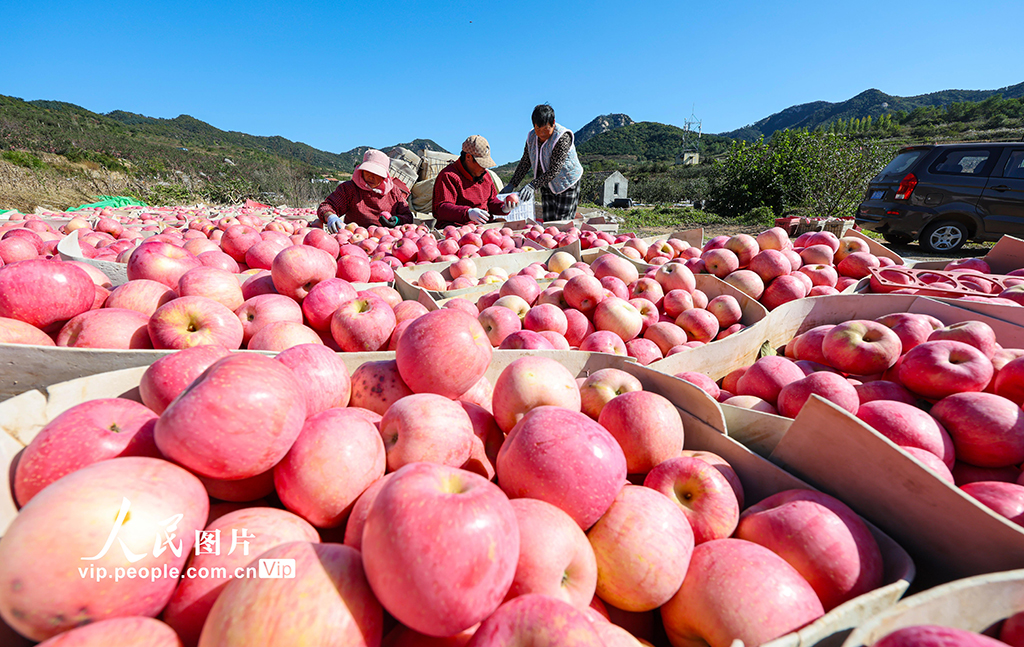 山东乳山:苹果喜丰收【5】
