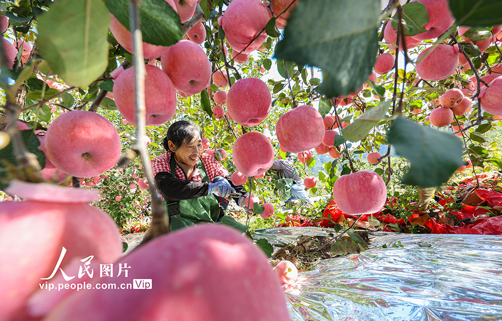 山东乳山：苹果喜丰收【3】