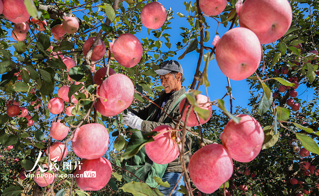 山东乳山：苹果喜丰收