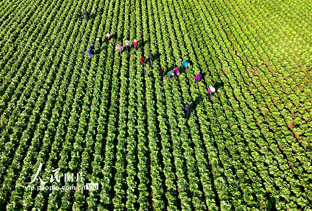 安徽蒙城：大白菜秋管忙【5】