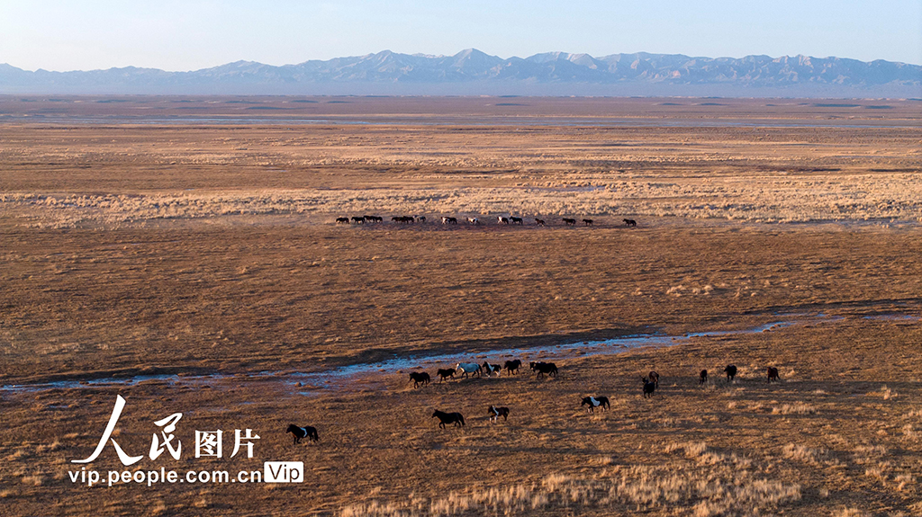 甘肅阿克塞：高原秋景入畫來【9】