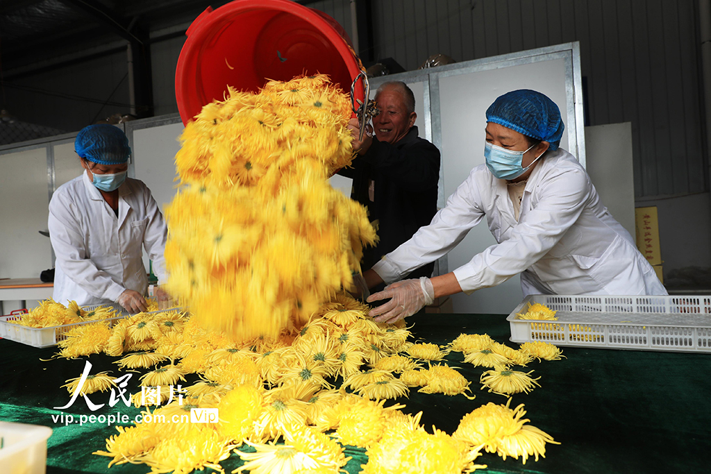 河南鄢陵：菊花採收【3】