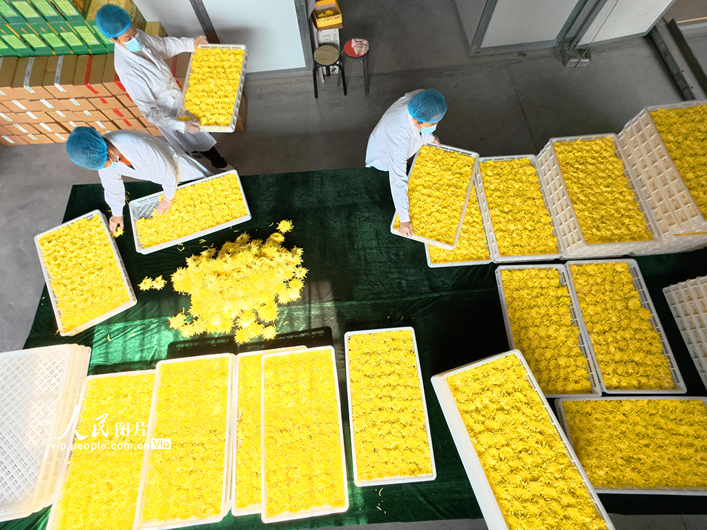 河南鄢陵：菊花採收【4】