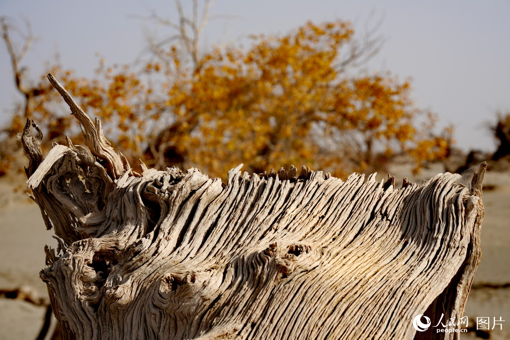 新疆：金色胡杨映棉白【5】