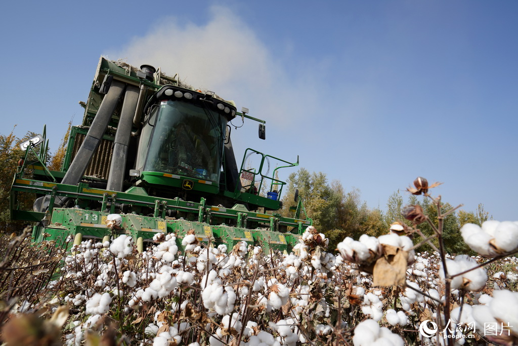 新疆:金色胡杨映棉白【3】