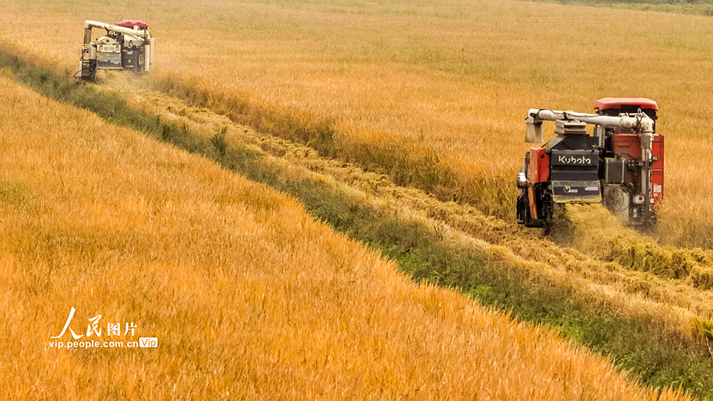 江苏泗洪:抢收水稻