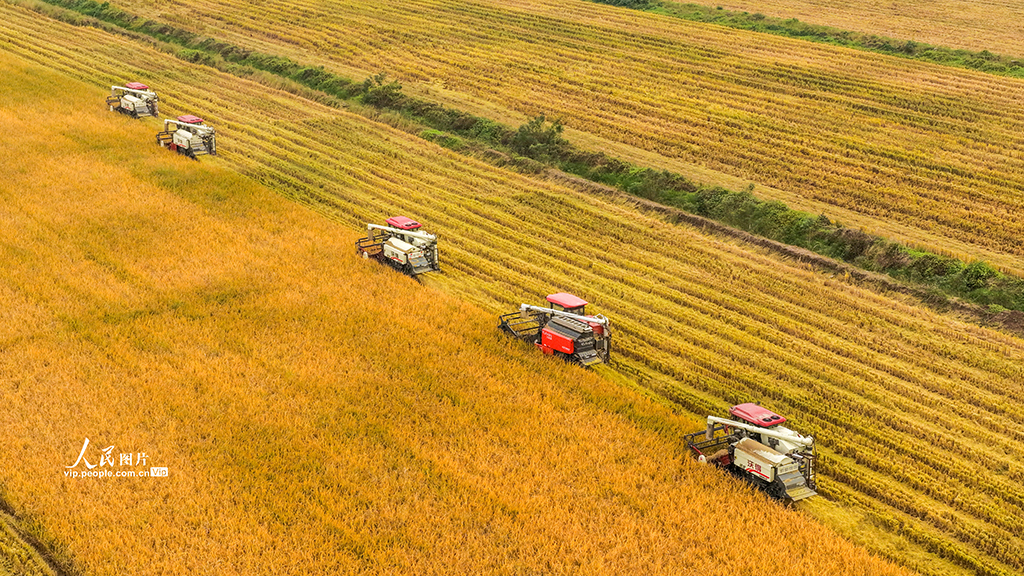 江苏泗洪:抢收水稻【2】