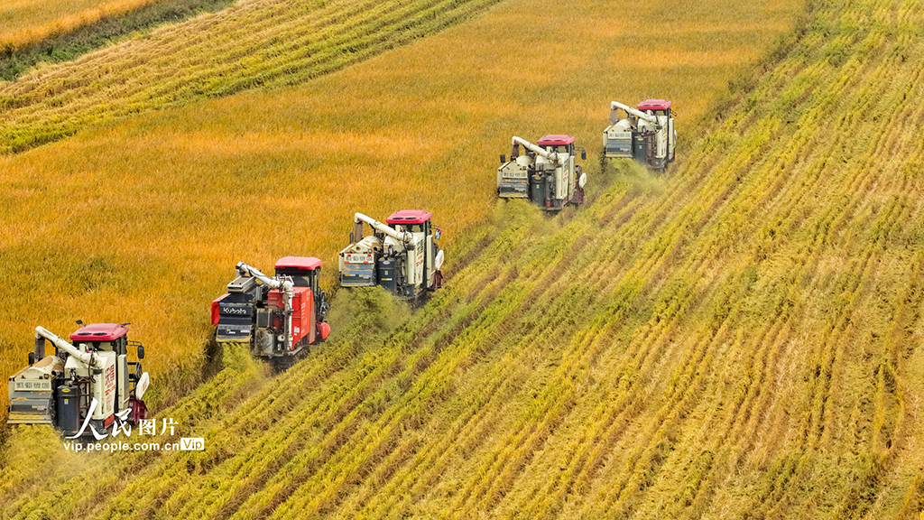 江蘇泗洪：搶收水稻【4】