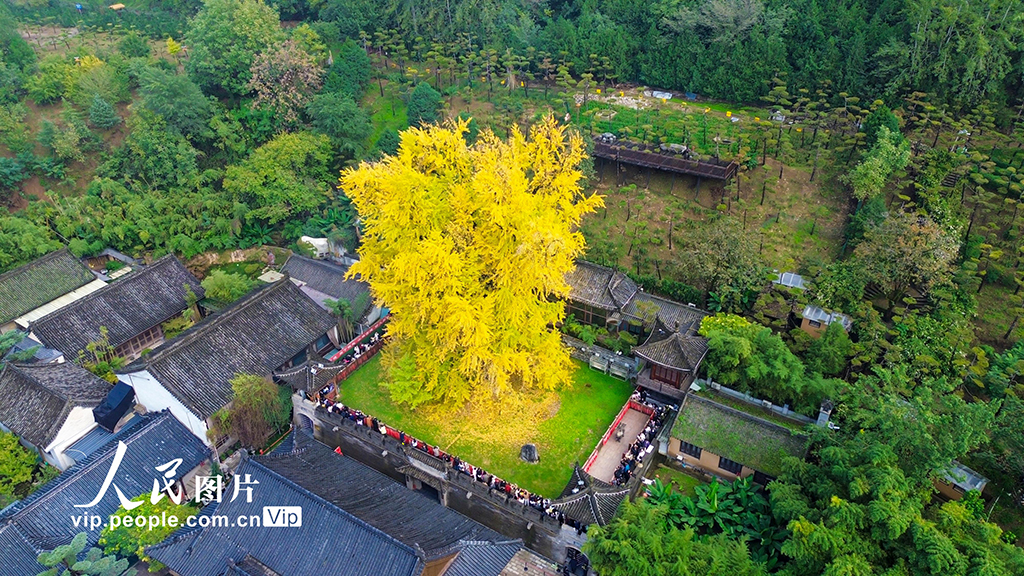 陝西西安：古銀杏樹換“金裝”【2】