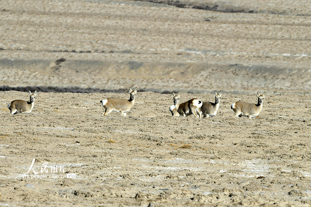 甘肃阿克塞：高原精灵藏原羚活动觅食【2】
