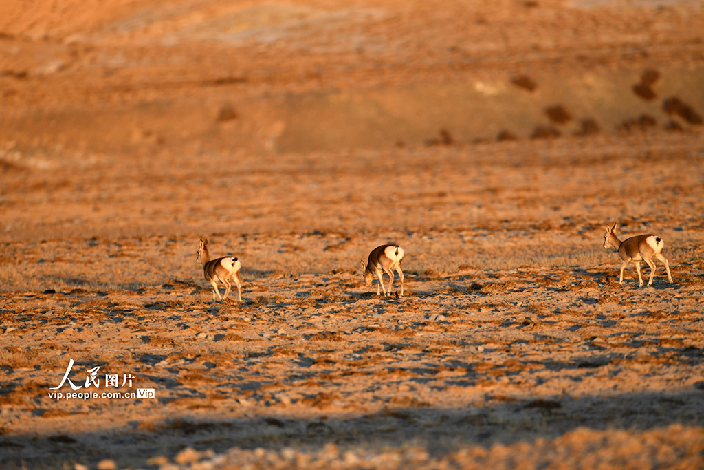 甘肃阿克塞:高原精灵藏原羚活动觅食【4】