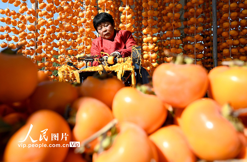 河北磁縣：紅柿映金秋 柿餅加工忙【2】