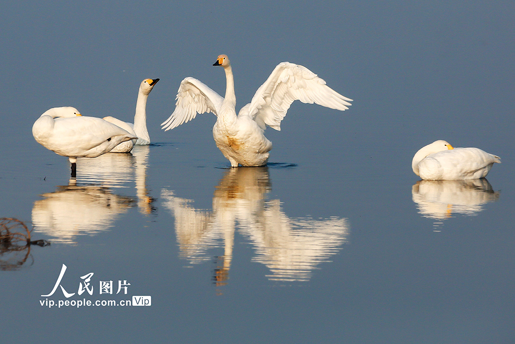山西運城：首批越冬天鵝飛抵鹽湖“安家”【3】