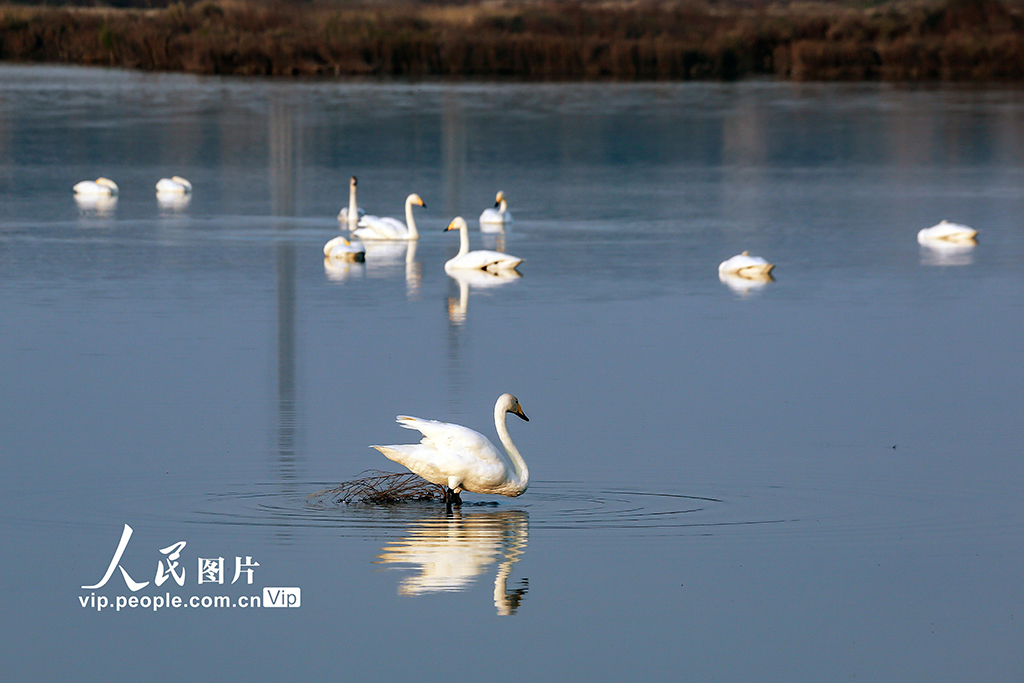 山西運城：首批越冬天鵝飛抵鹽湖“安家”【4】