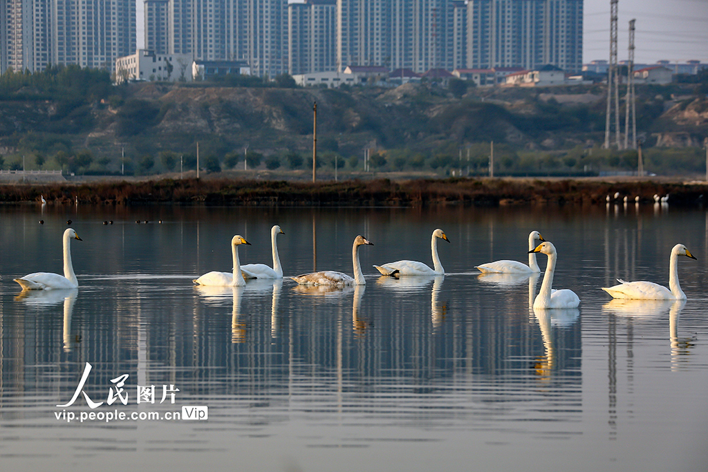 山西運城：首批越冬天鵝飛抵鹽湖“安家”【5】