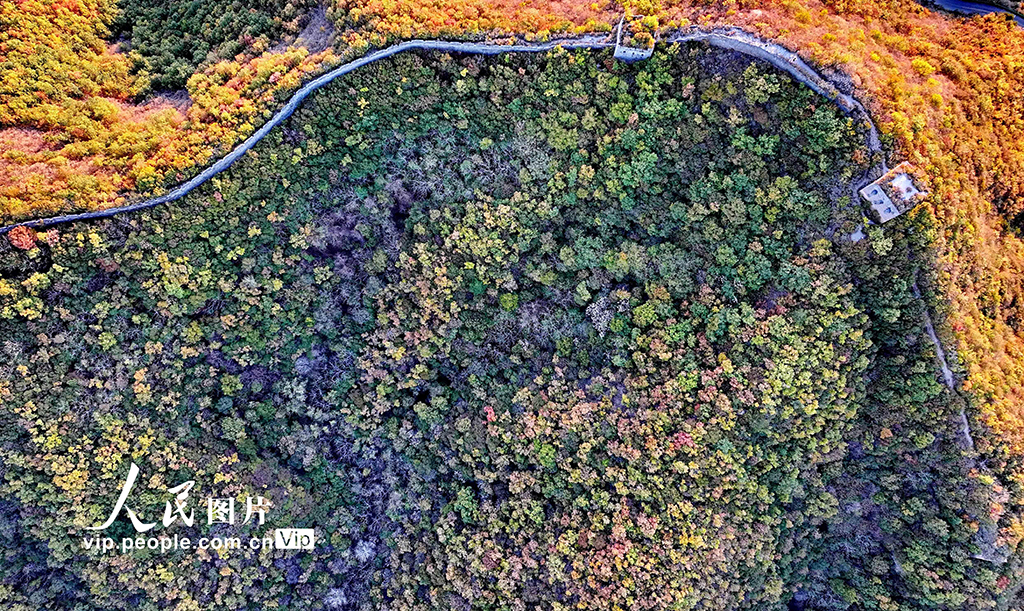 河北秦皇島：彩葉映長城【3】