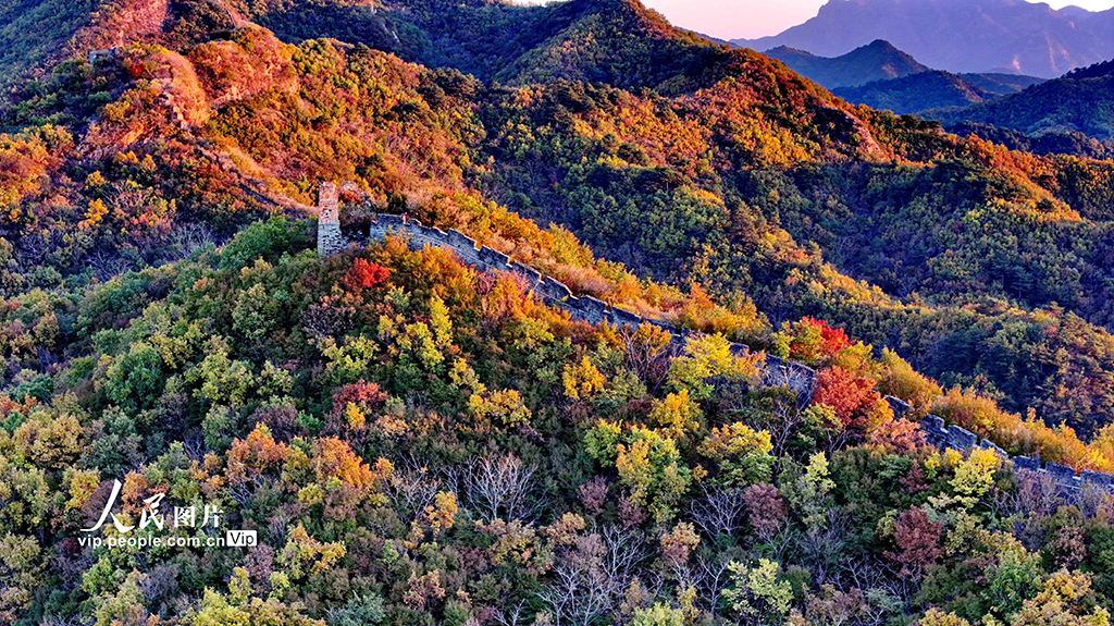 河北秦皇島：彩葉映長城【5】