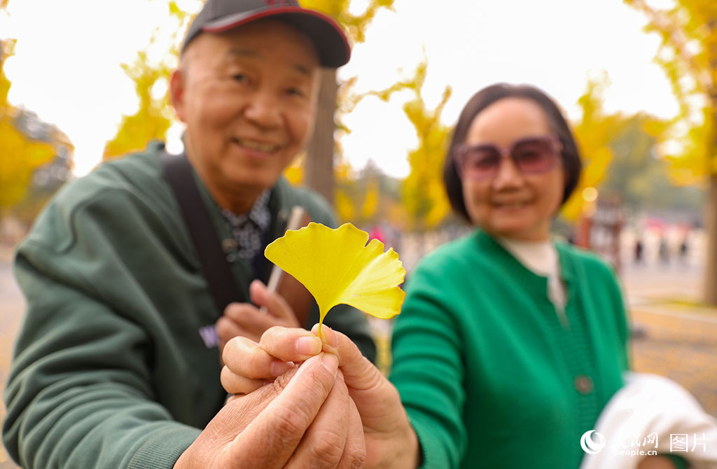 10月24日，山西省太原市晉祠博物館秋意濃，一對老年夫婦手持銀杏葉向記者的相機展示深秋之色。人民網記者 王帆攝