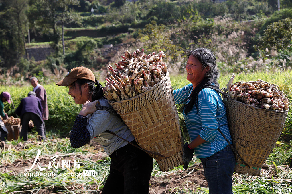 重慶：採挖富鍶生姜【2】