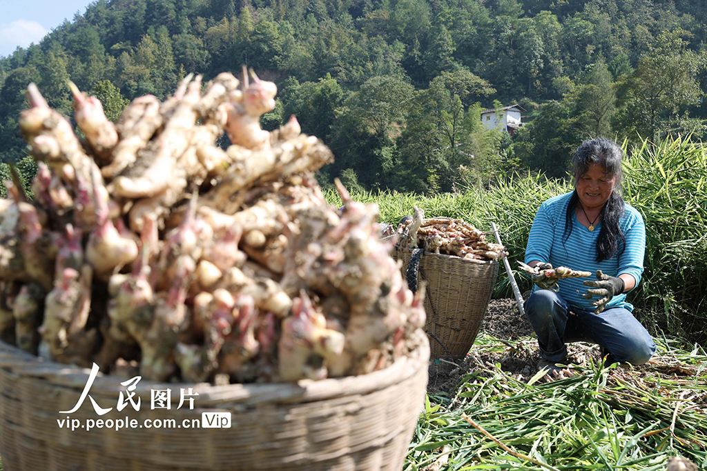 重慶：採挖富鍶生姜【4】