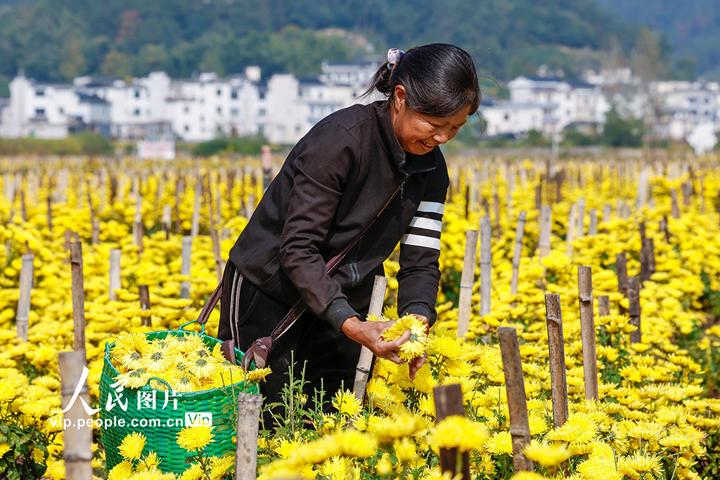 安徽歙县：采摘金丝皇菊【5】