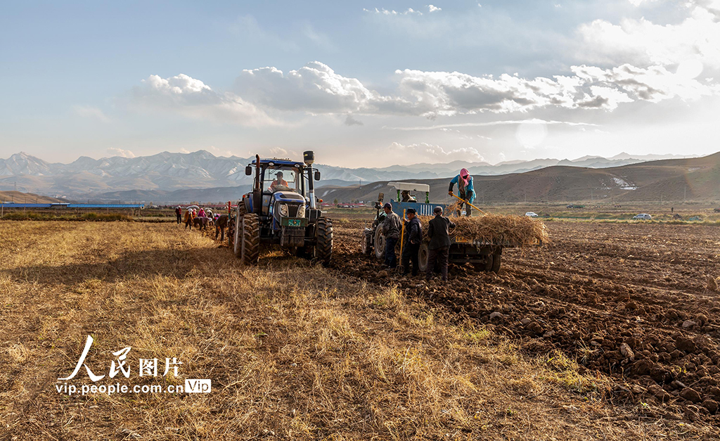 甘肅天祝：黃芪採收【2】