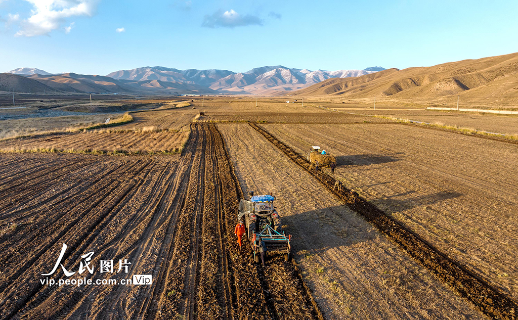 甘肅天祝：黃芪採收【3】