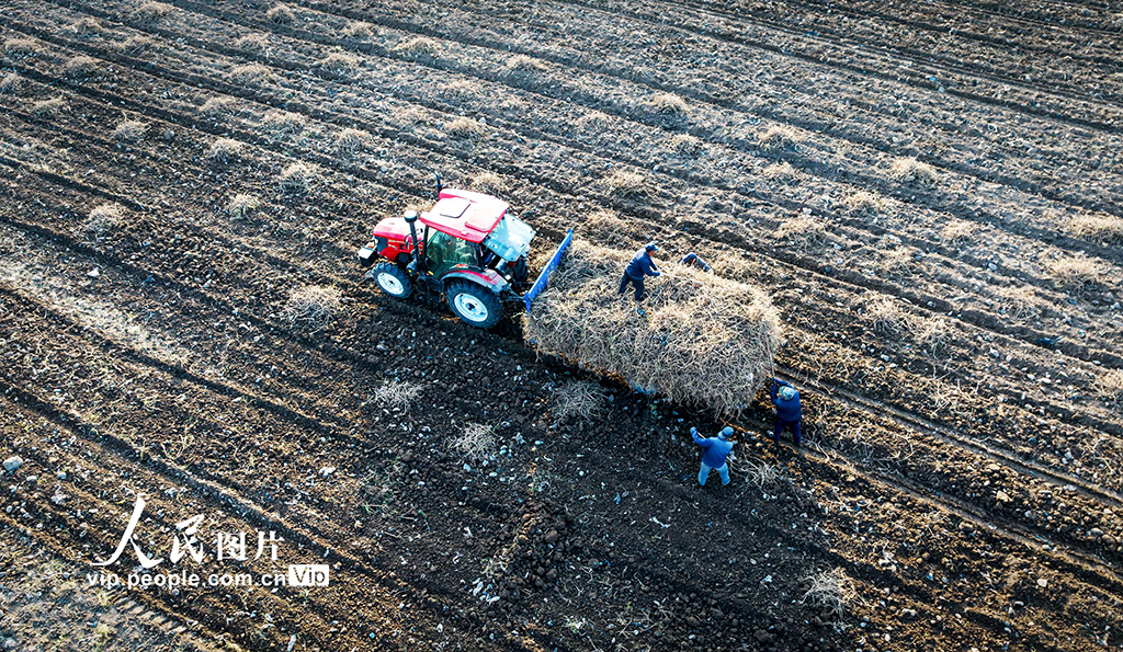 甘肅天祝：黃芪採收【5】