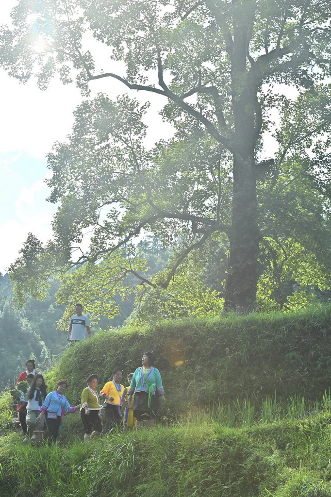 在广西柳州市融水苗族自治县杆洞乡党鸠村,村民和游客在田间从一棵树旁经过(2025年9月27日摄)。
