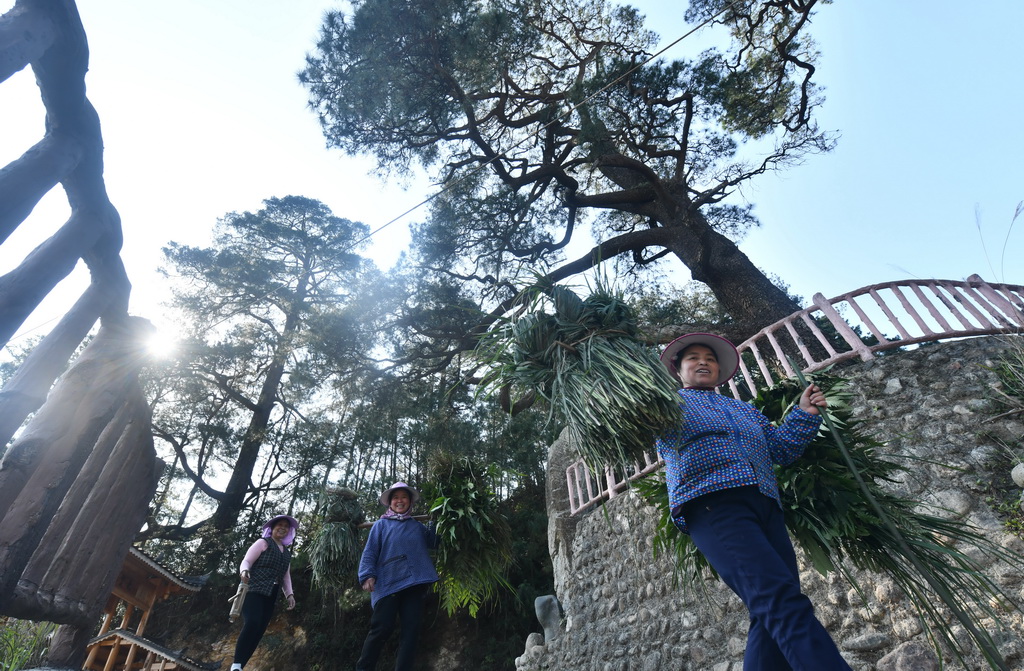 在广西柳州市融水苗族自治县安太乡元宝村,劳作归来的村民从树下经过(2025年3月20日摄)。