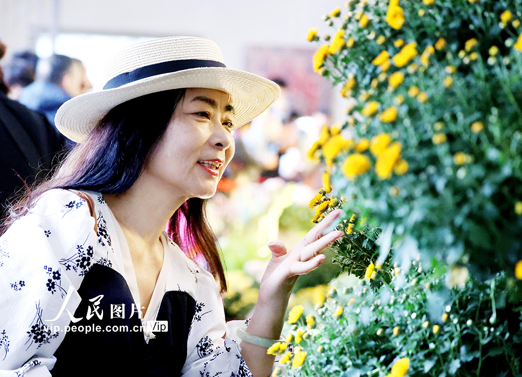 浙江杭州：菊花盛开游客来【3】