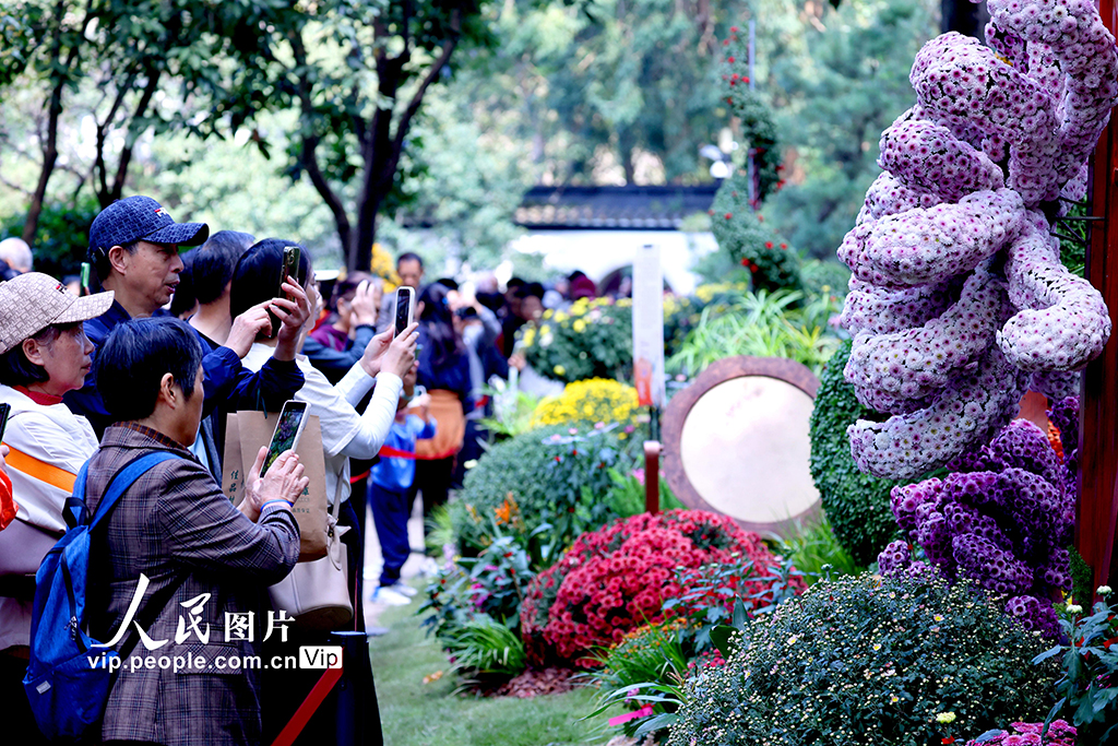 浙江杭州：菊花盛开游客来【4】