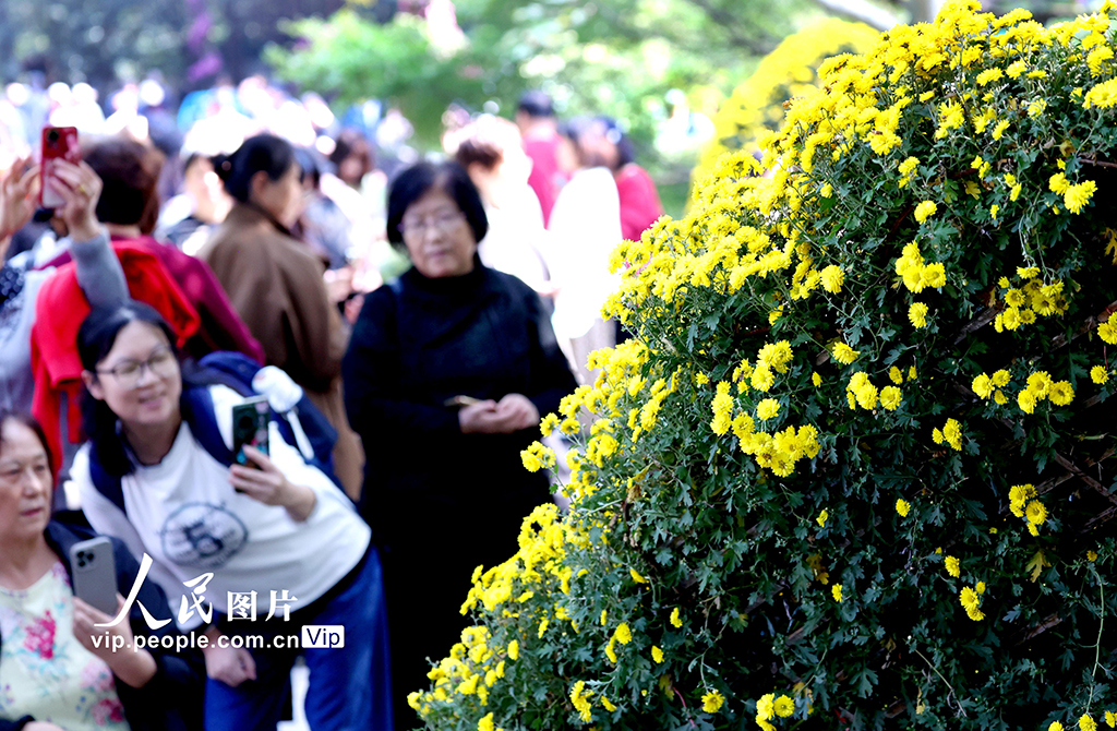 浙江杭州：菊花盛开游客来【5】