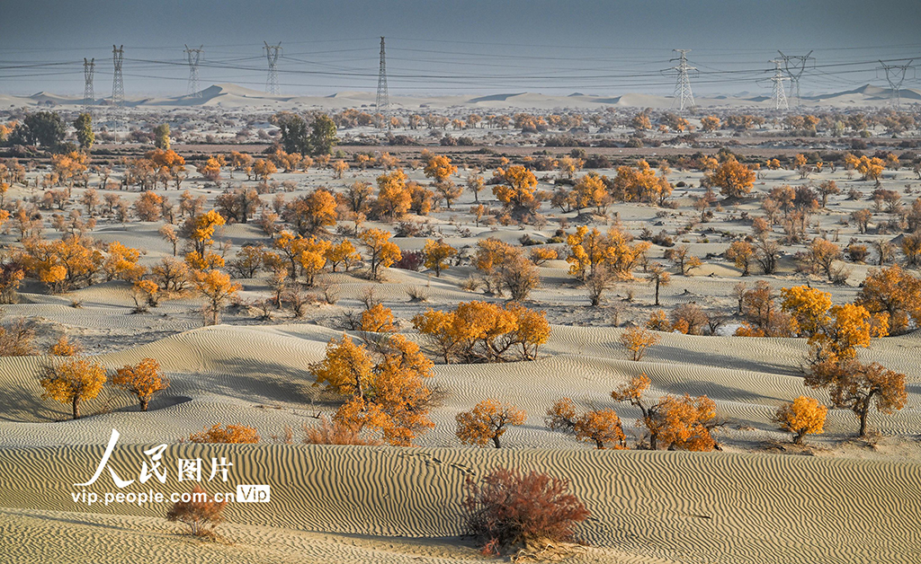 新疆生產建設兵團：筑起生態安全屏障【3】