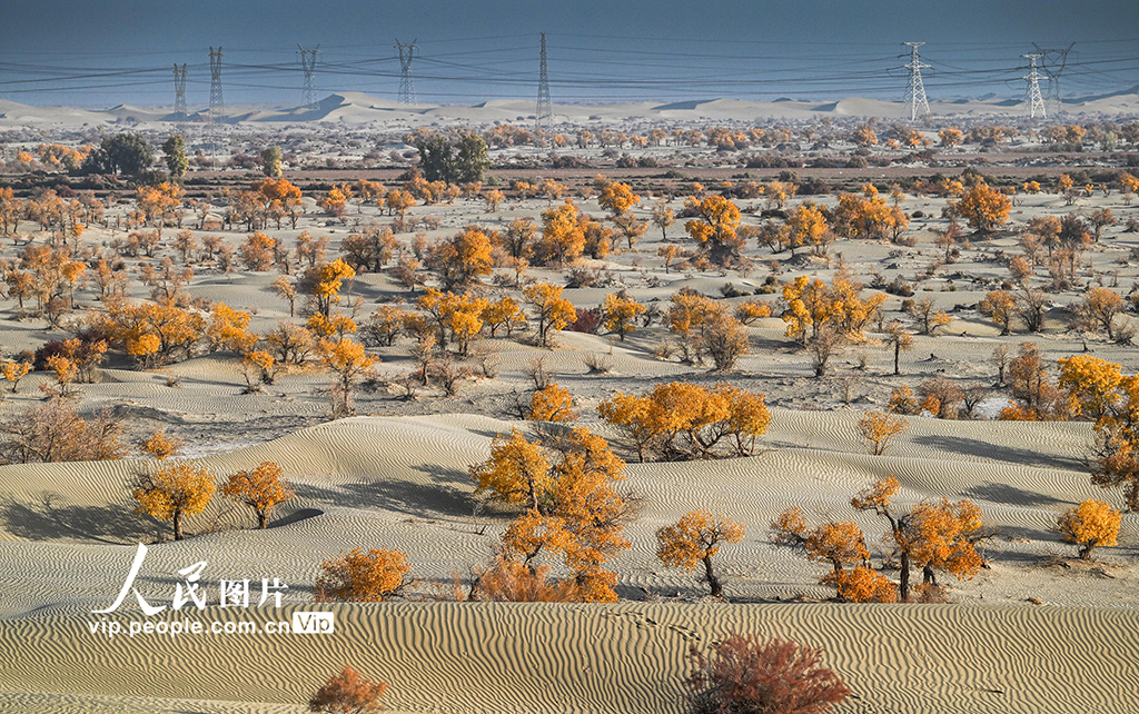 新疆生產建設兵團：筑起生態安全屏障【5】