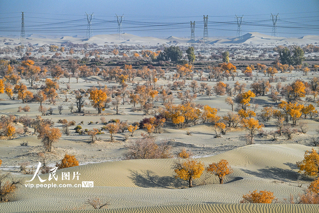 新疆生產建設兵團：筑起生態安全屏障【7】