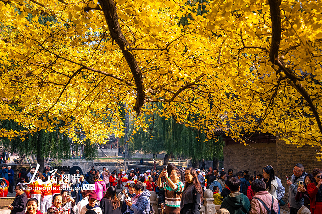 山西太原：銀杏金黃秋意濃【2】