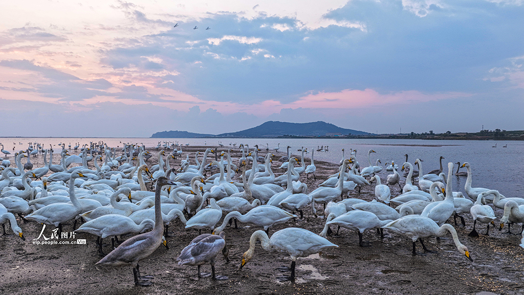 山東榮成：大天鵝棲息越冬【2】